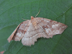 Xerodes rufescentaria