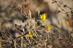 Tragopogon ucrainicus