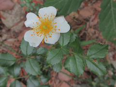 Rosa lucieae