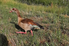 Alopochen aegyptiaca