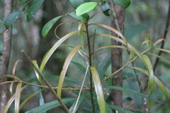 Podocarpus fasciculus