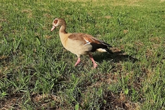 Alopochen aegyptiaca