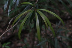 Podocarpus fasciculus