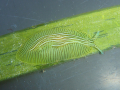 Phyllaplysia taylori