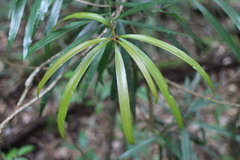 Podocarpus fasciculus