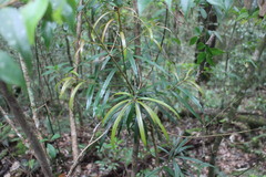 Podocarpus fasciculus