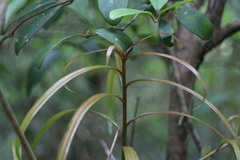 Podocarpus fasciculus