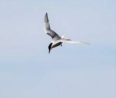 Sterna hirundo longipennis