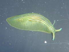 Phyllaplysia taylori