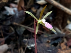 Nervilia infundibulifolia
