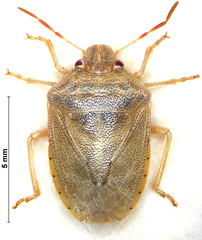 Piezodorus purus