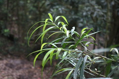 Podocarpus fasciculus