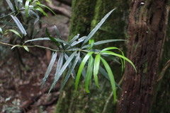 Podocarpus fasciculus