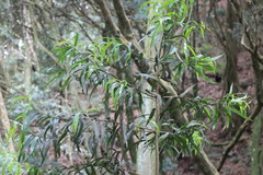 Podocarpus fasciculus
