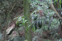 Podocarpus fasciculus