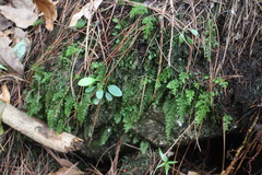 Hymenophyllum fujisanense