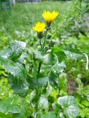 Sonchus oleraceus