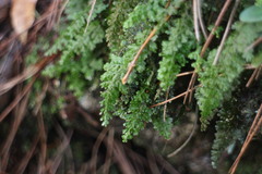 Hymenophyllum fujisanense