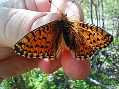 Boloria pales