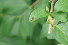 Stratiomyomorpha