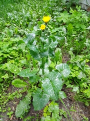 Sonchus oleraceus