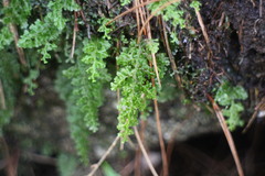 Hymenophyllum fujisanense