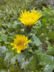 Sonchus oleraceus