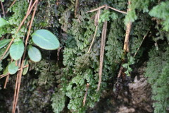 Hymenophyllum fujisanense