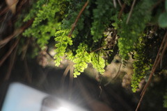 Hymenophyllum fujisanense