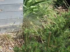 Festuca glauca