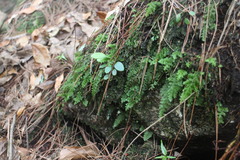 Hymenophyllum fujisanense