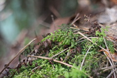 Hymenophyllum fujisanense
