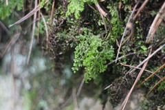 Hymenophyllum fujisanense