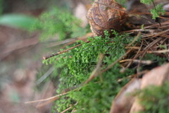 Hymenophyllum fujisanense