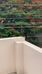 Corvus splendens splendens