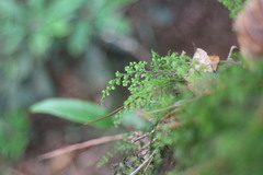 Hymenophyllum fujisanense