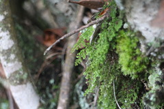 Hymenophyllum fujisanense
