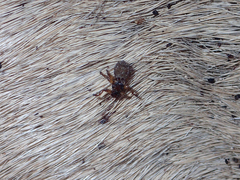 Lipoptena depressa