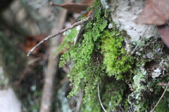 Hymenophyllum fujisanense
