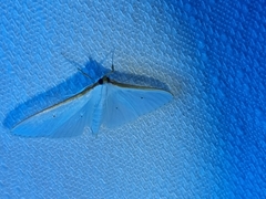 Palpita margaritacea