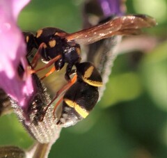 Parancistrocerus fulvipes