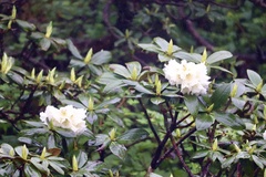 Rhododendron taliense