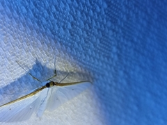 Palpita margaritacea