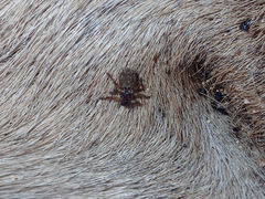 Lipoptena depressa