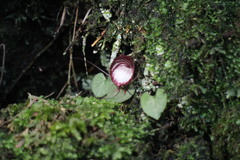 Corybas sinii