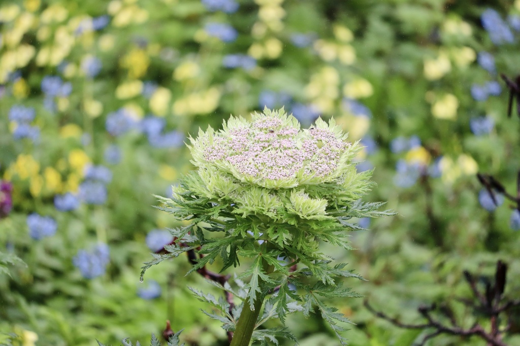 Hymenidium benthamii