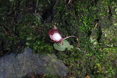 Corybas sinii