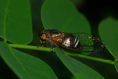Lemuriana apicalis