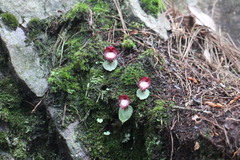 Corybas sinii