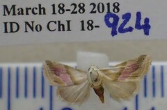 Eublemma roseana
